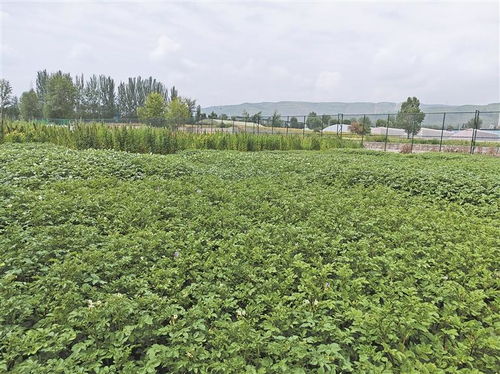 高原種業考官 為植物新品種驗明身份，保障農作物種子經營