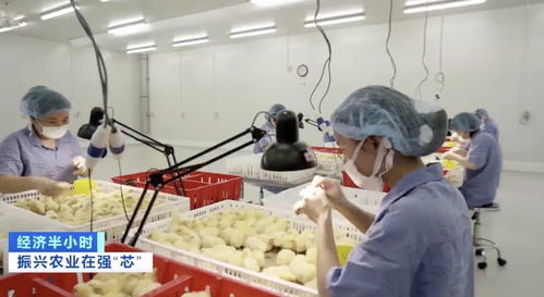 本土豬種瀕危 '二師兄'去哪兒了？農作物種子經營的警示