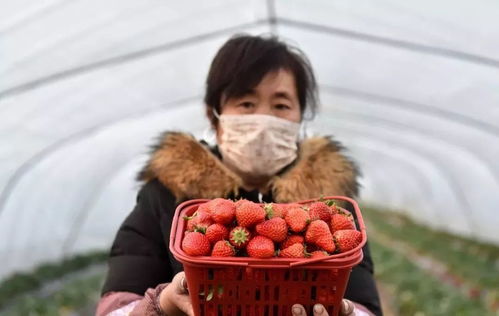 微信點菜+線下配送 直銷模式破解農產品銷售與種子經營雙難題