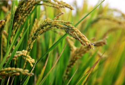 農作物種子經營中，種子條碼追溯為何難以真正落地？